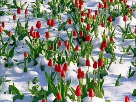 tulip winter